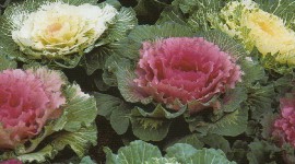 Kale Сabbage Wallpaper For IPhone
