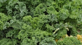 Kale Сabbage Wallpaper For PC