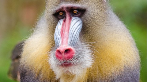 Mandrill wallpapers high quality