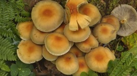 Mushrooms Stump Desktop Wallpaper For PC