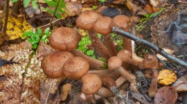 Mushrooms Stump Photo