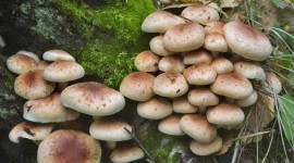 Mushrooms Stump Photo Download