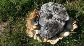 Mushrooms Stump Photo Free