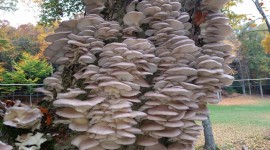 Mushrooms Stump Photo Free#1