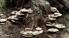 Mushrooms Stump Photo#1