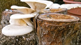 Mushrooms Stump Wallpaper