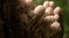 Mushrooms Stump Wallpaper Download