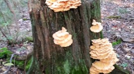 Mushrooms Stump Wallpaper For Mobile