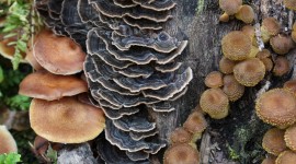 Mushrooms Stump Wallpaper Free
