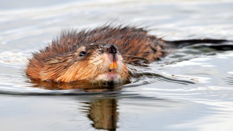 Muskrat wallpapers high quality