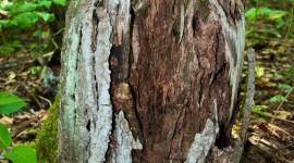 Old Stump Wallpaper For IPhone#1