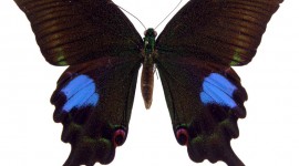 Papilio Paris Aircraft Picture