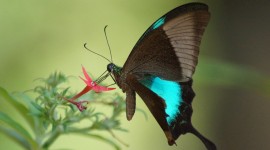 Papilio Paris Desktop Wallpaper