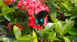 Papilio Paris Photo Free