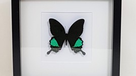 Papilio Paris Wallpaper For Android
