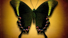 Papilio Paris Wallpaper Gallery