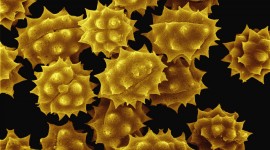 Pollen High Quality Wallpaper