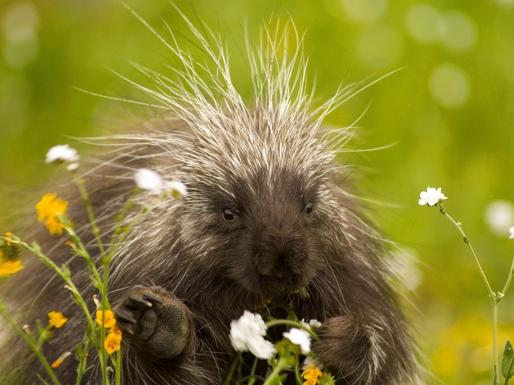Porcupine wallpapers HD