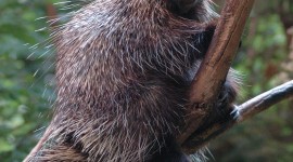 Porcupine Wallpaper For IPhone