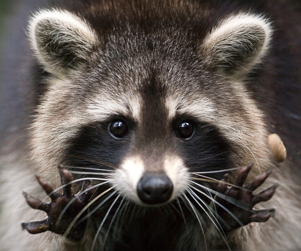 varmintz raccoon free download