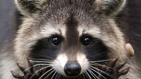 Raccoon wallpapers high quality