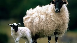 Sheep Desktop Wallpaper