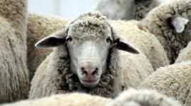 Sheep Photo Download