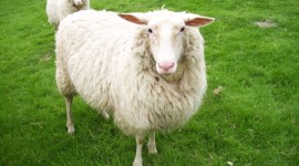 Sheep Photo Free