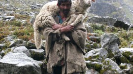 Sheep Photo#1