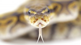 Snake Tongue Desktop Wallpaper For PC