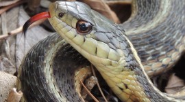 Snake Tongue Photo