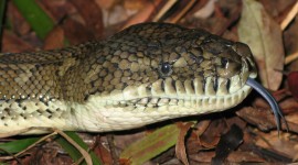 Snake Tongue Photo Free