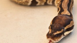 Snake Tongue Wallpaper For Mobile