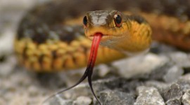 Snake Tongue Wallpaper Gallery