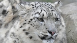 Snow Leopard Photo Download#1