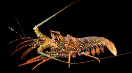 Spiny Lobster Desktop Wallpaper For PC