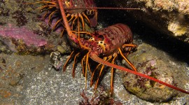 Spiny Lobster Wallpaper For Desktop