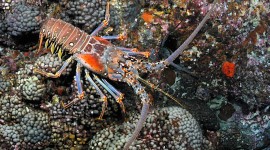 Spiny Lobster Wallpaper Full HD
