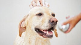Wash The Dog Wallpaper 1080p