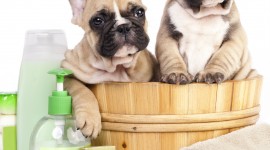 Wash The Dog Wallpaper For IPhone
