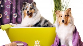 Wash The Dog Wallpaper For PC