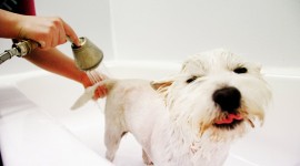 Wash The Dog Wallpaper Gallery