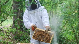Beekeeper Wallpaper Download