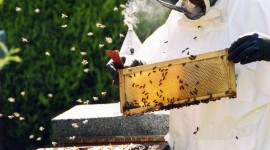 Beekeeper Wallpaper For IPhone 6