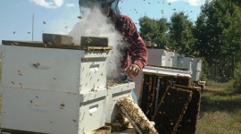 Beekeeper Wallpaper HD