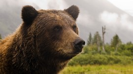Grizzly High Quality Wallpaper
