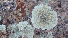 Lichen Wallpaper