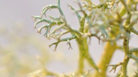 Lichen Wallpaper For IPhone Free