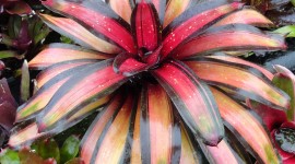 Neoregelia Wallpaper For Android