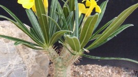 Pachypodium Wallpaper For IPhone Download